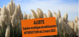Herbe de la pampa